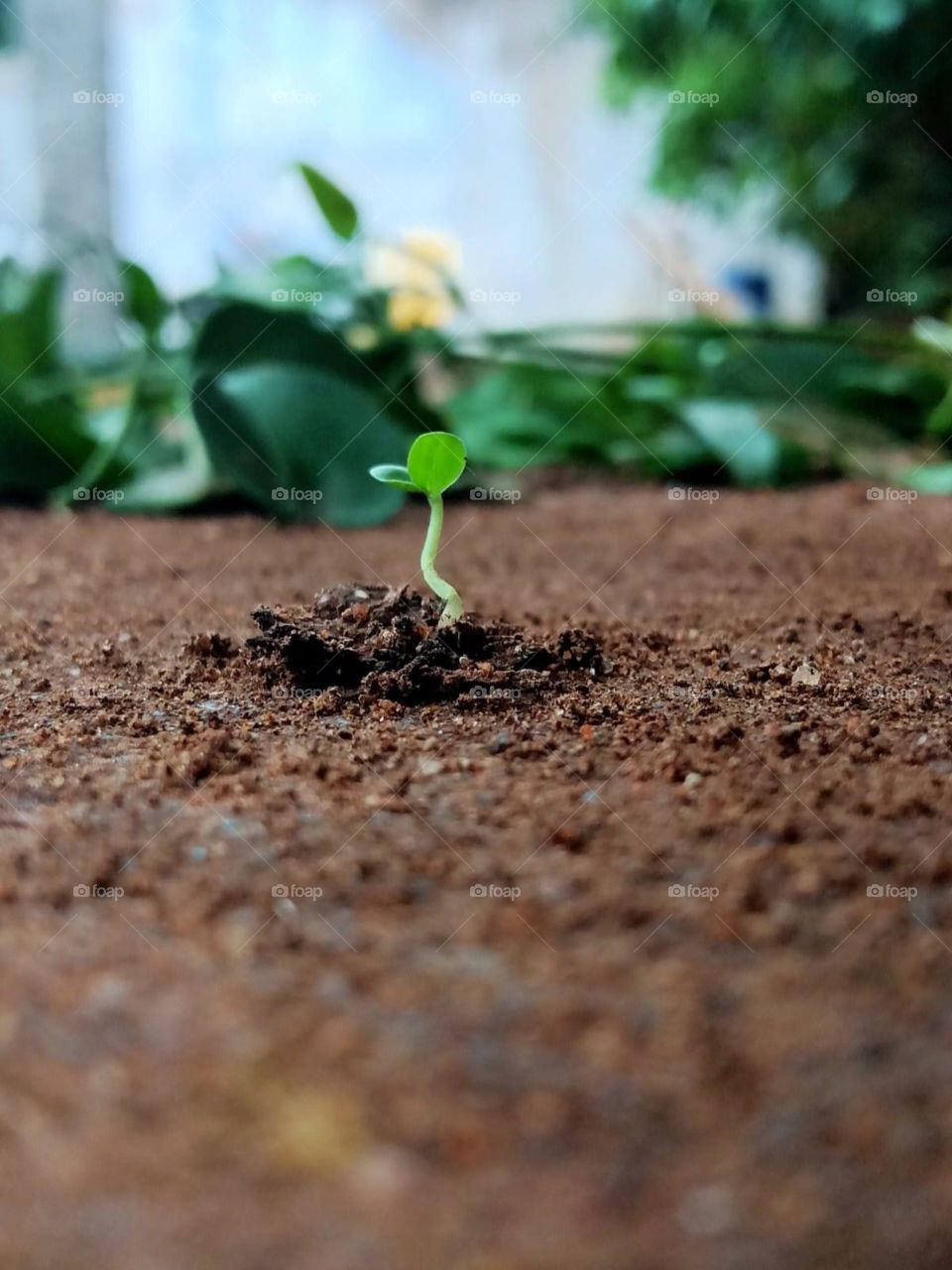 The beginning of life