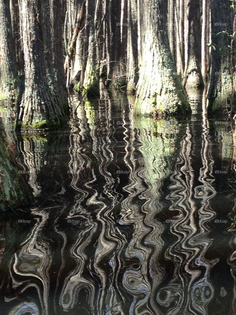 George L Smith State Park 