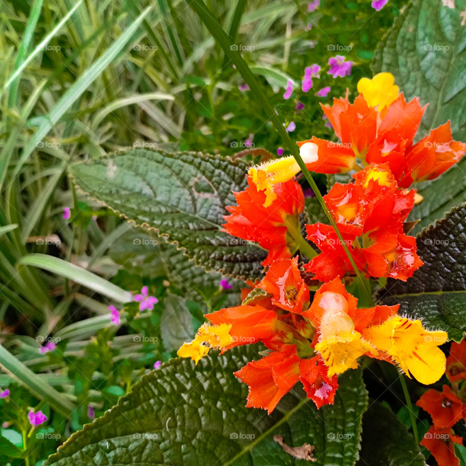 The combination of red and yellow Flowers that grows on the roadside