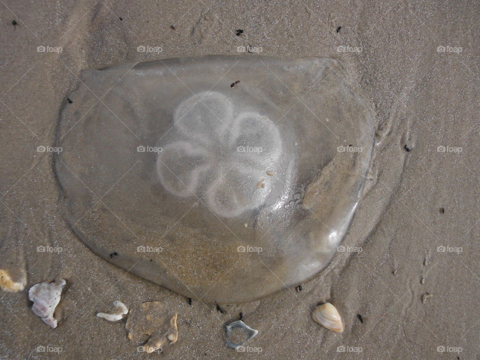 jellyfish on beach
