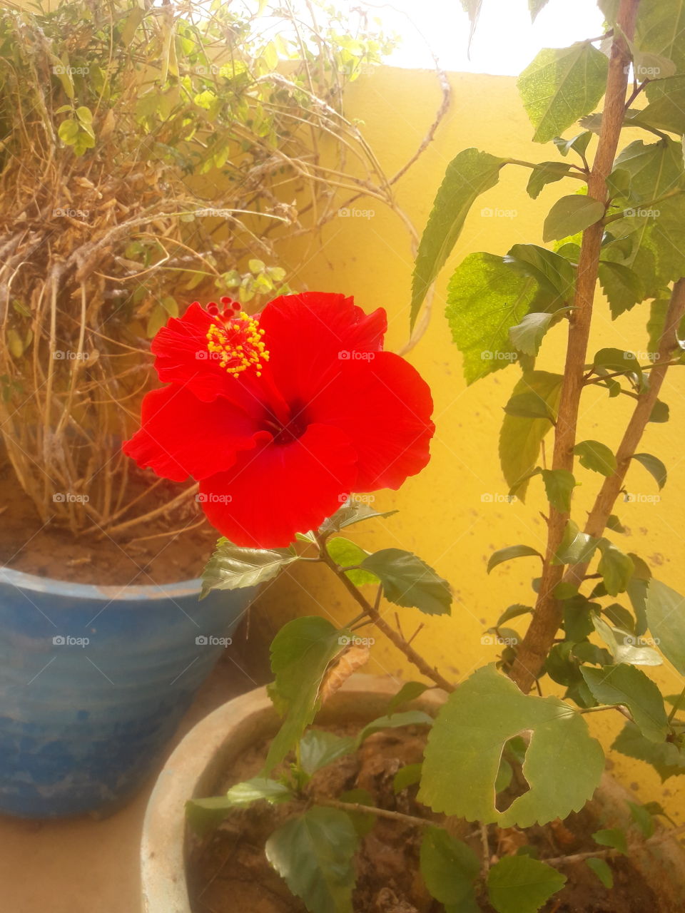 beautiful red hibiscus flower