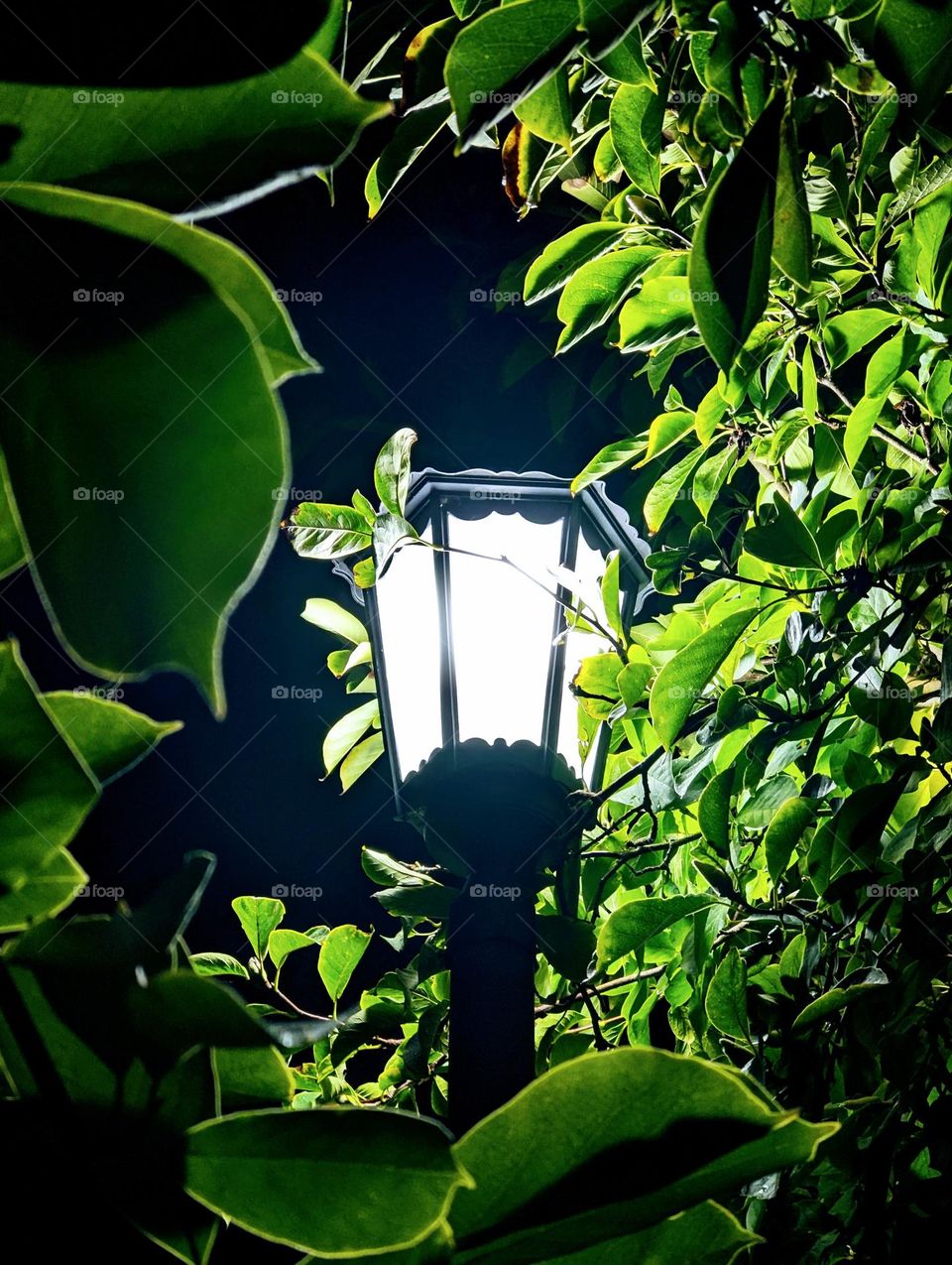 street Lamp