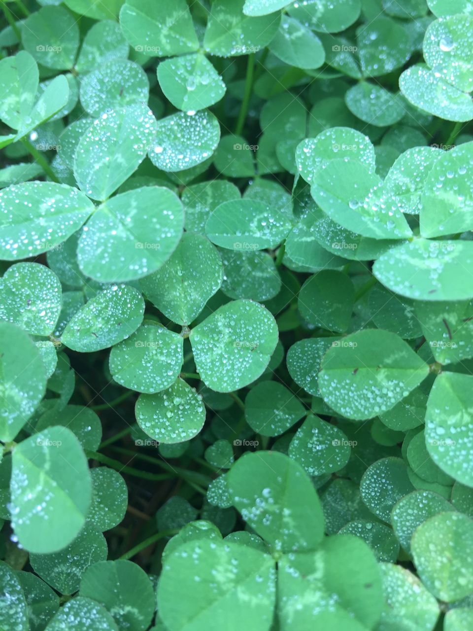 A shot of local clovers, the simplistic dew radiating happiness, joy, and peace. 
