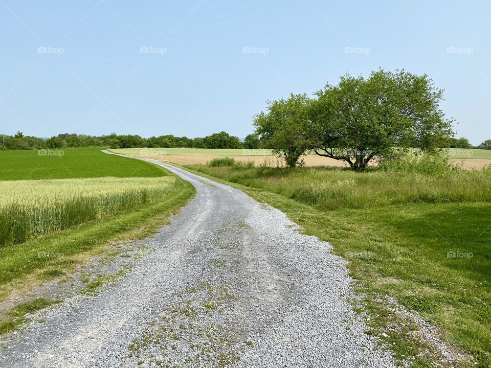 A dirt road between fields on a farm