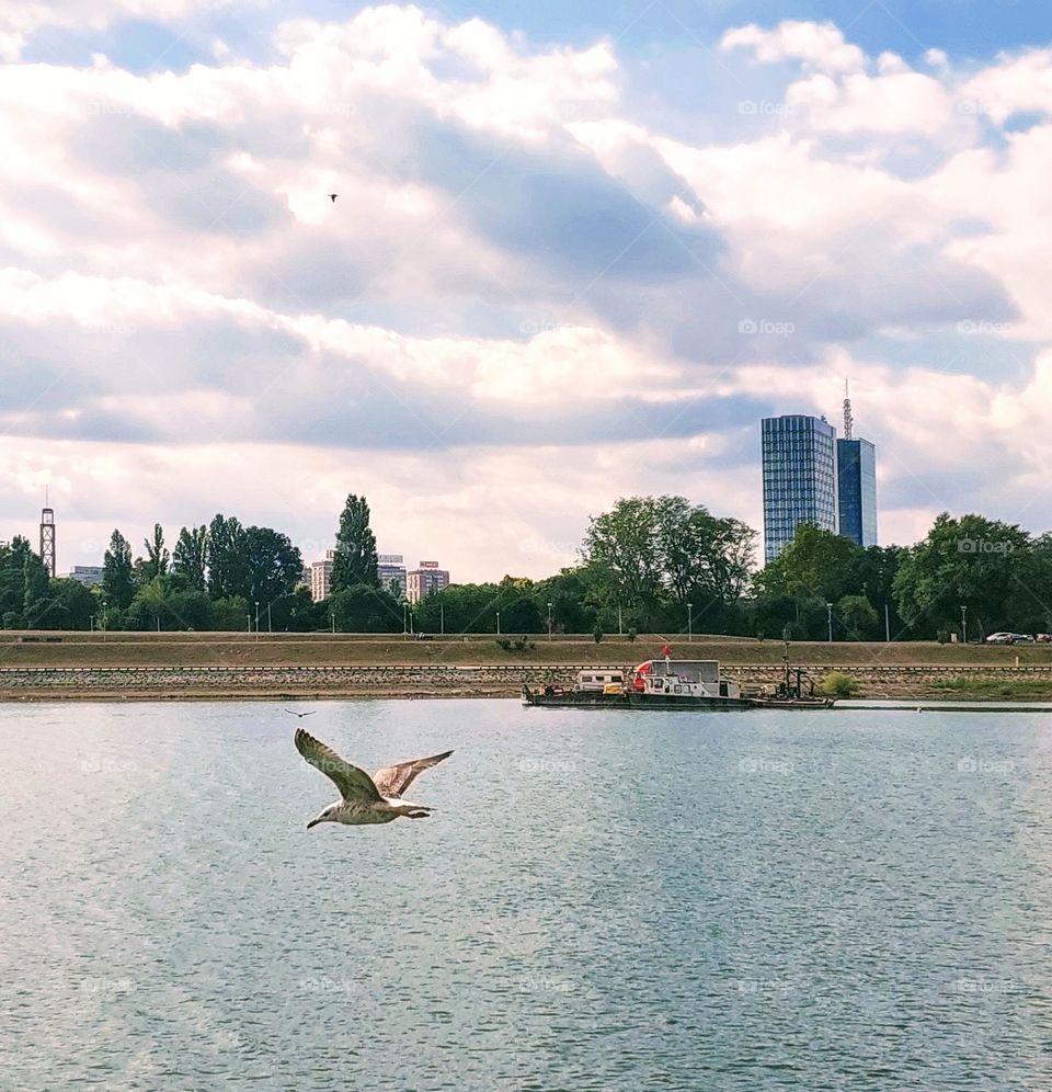 A bird in flight over the river,  in background a ship on the other bank. City scape