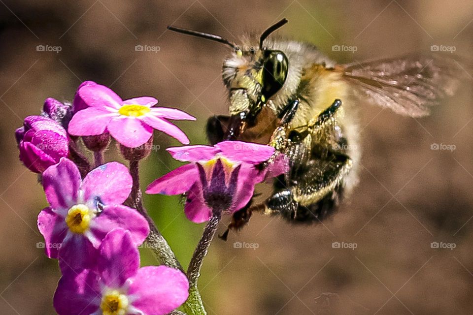 A bee at the pink spring flower