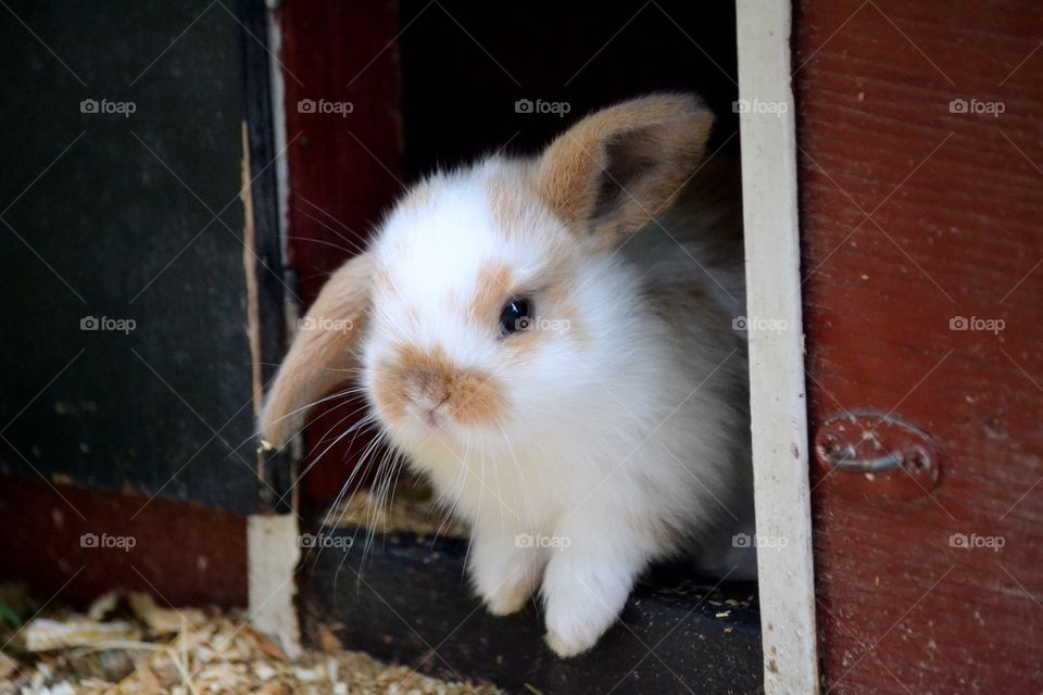 Cute rabbit looking out from its house