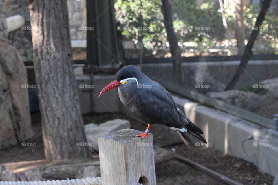 Bird at zoo