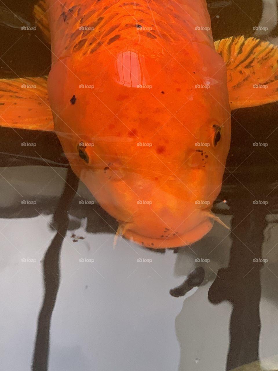 Fish in an indoor pond