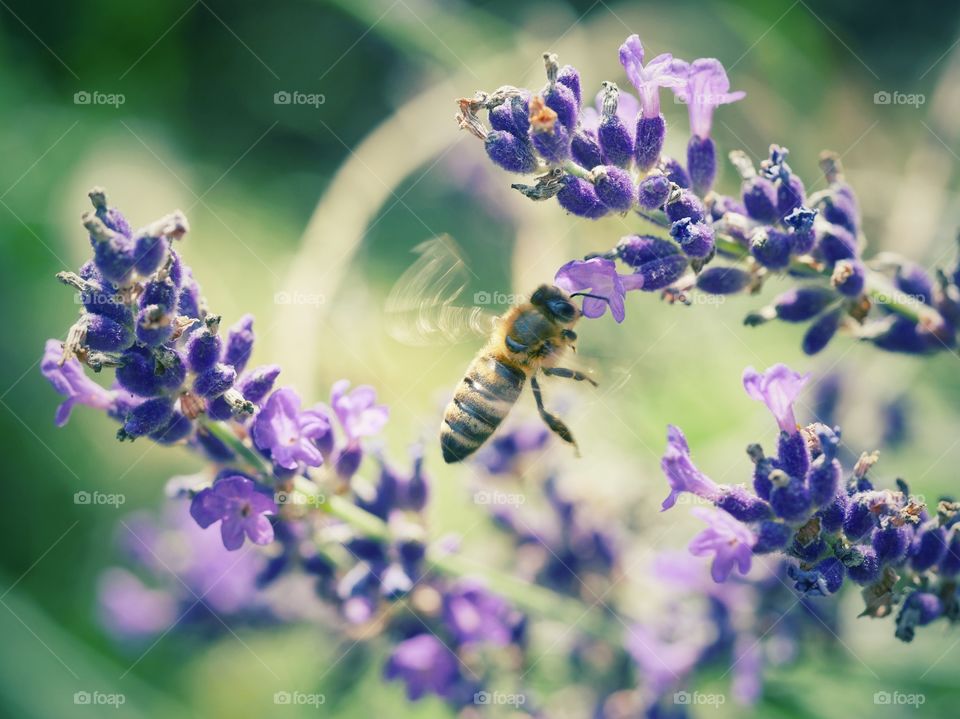 Flying bee on lavender