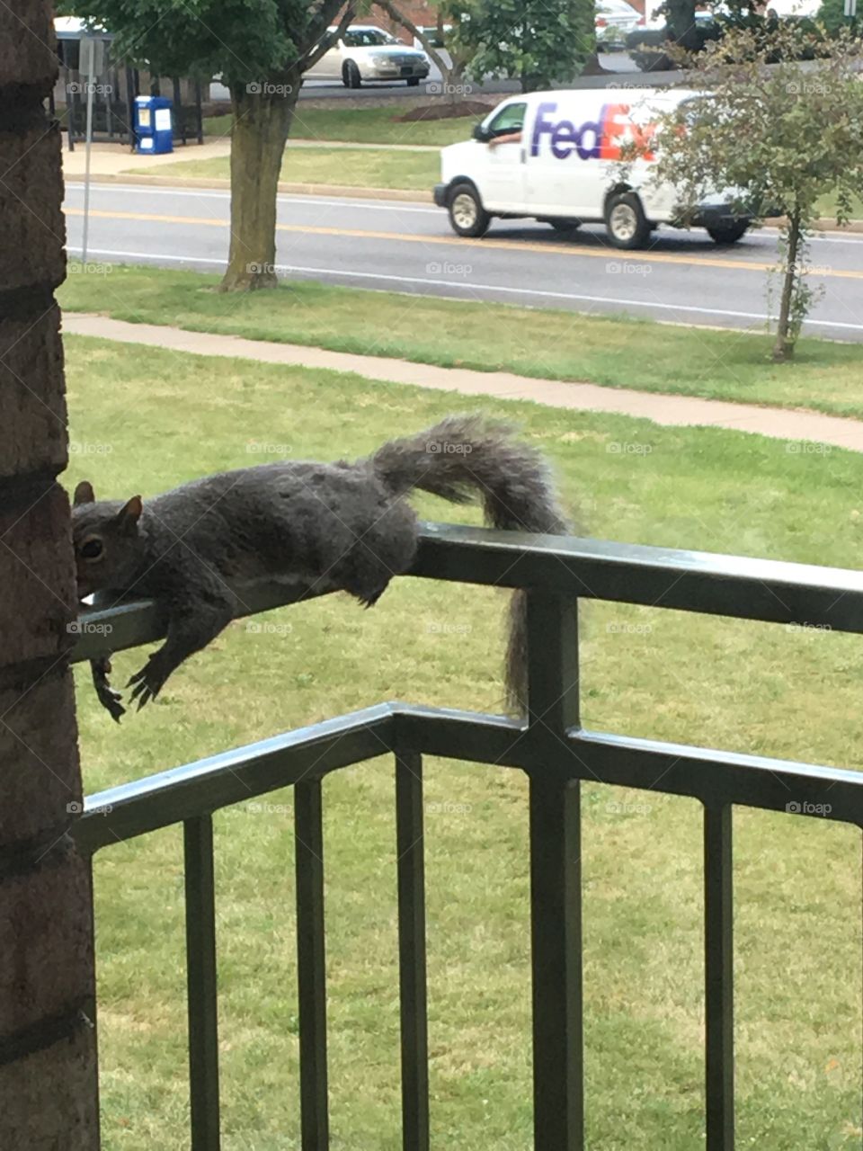 Squirrel life 