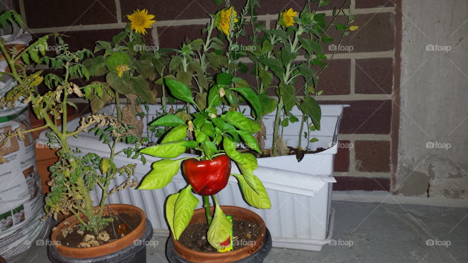 lone pepper in the home garden