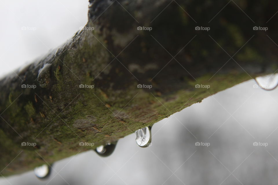 Can you see the water drops?
They are hanging at the boughs...