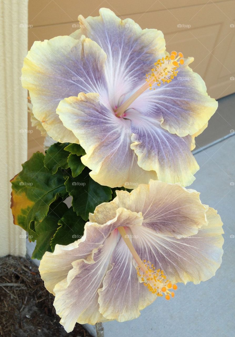 Hibiscus 