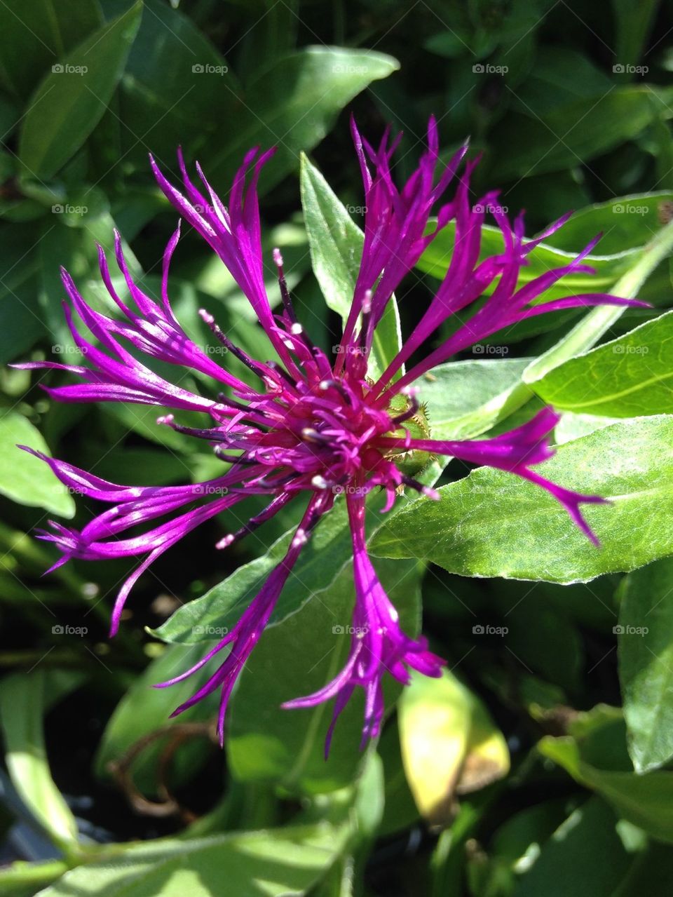 Close-up of purple flower