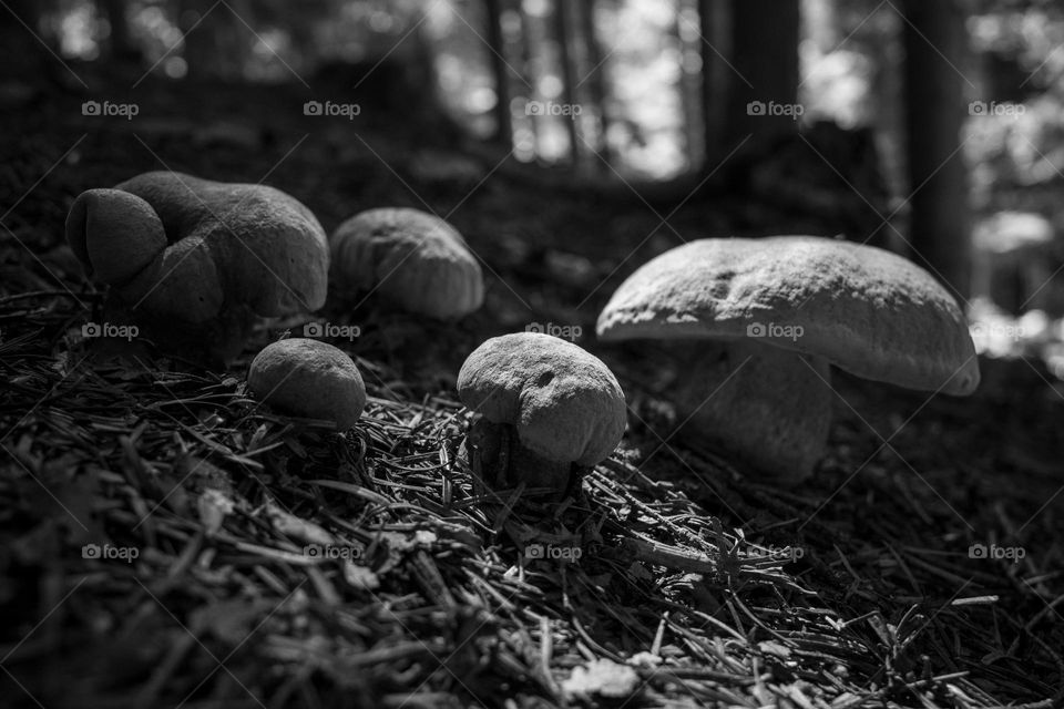 The photo depicts a cluster of forest mushrooms in black and white.Sharp contrasts highlight their shapes and details, creating a dramatic effect that brings out the texture of the caps and stems.