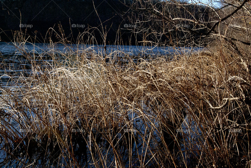 Grasses growing at the edge of a riverbank. Golden yellow in the sun.