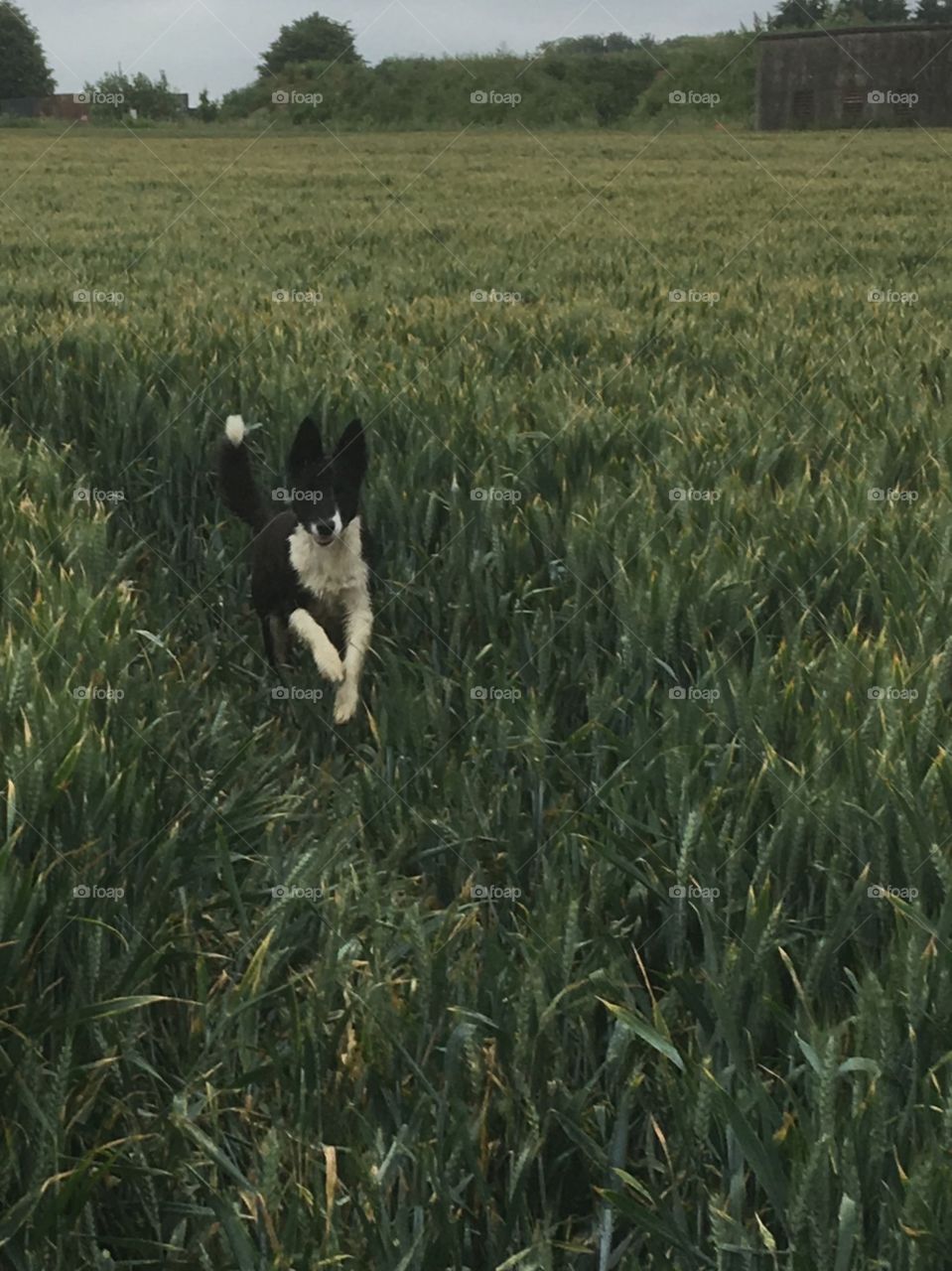 Young collie leaping through a crop of English wheat 