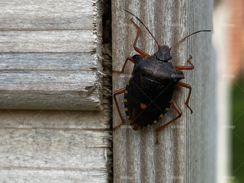 A  shield bug on a fence 