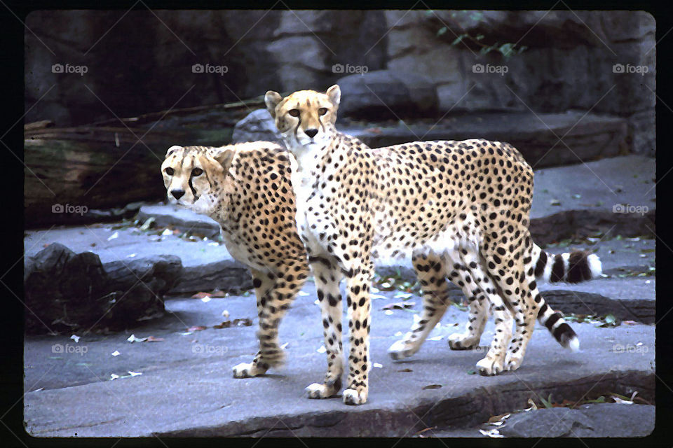 Cheetahs 2