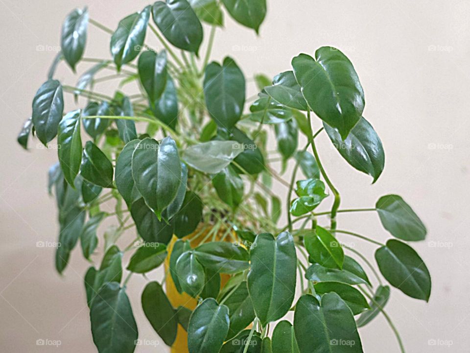 Philodendron,The reason philodendrons make such good indoor plants is that they adapt to various lighting and water conditions and thrive indoors very well.