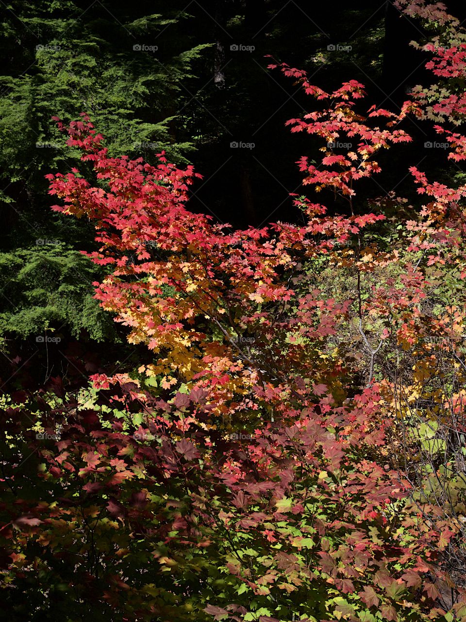 Maple trees in the forests of Western Oregon with leaves shining in their stunning fall colors of red, orange, and yellow on a sunny autumn day. 