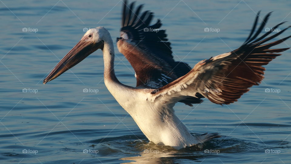 Pelican open wings to fly