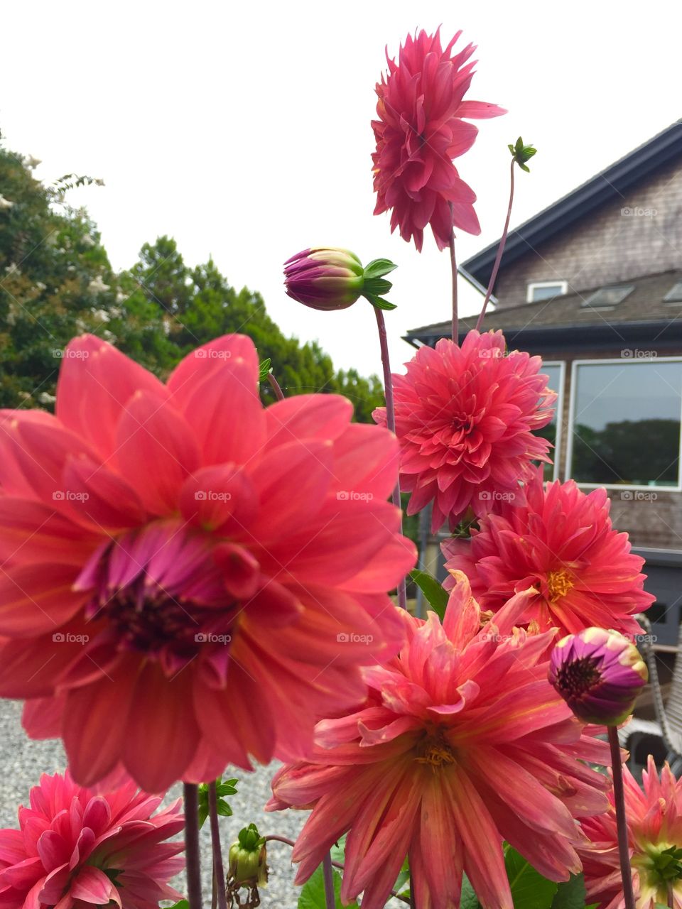 Martha's Vineyard Gardening 