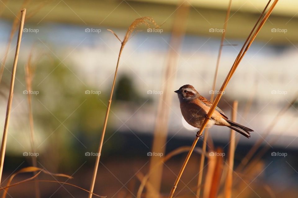 Sparrow in Morning sun