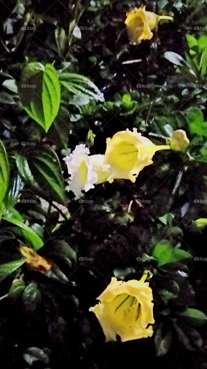 yellow flower at night under light after rain