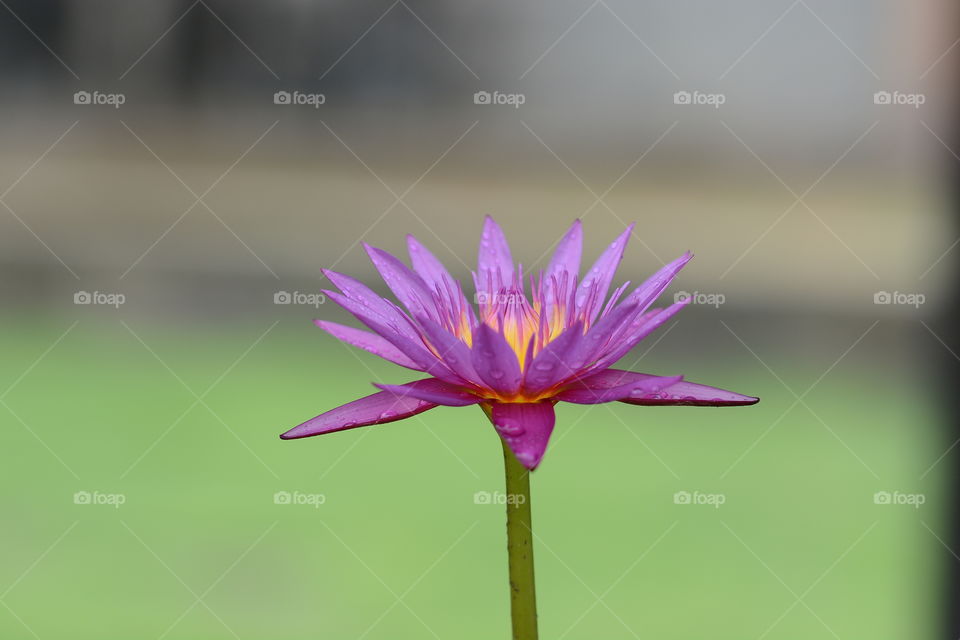 Purple lotus flower plant at a park 