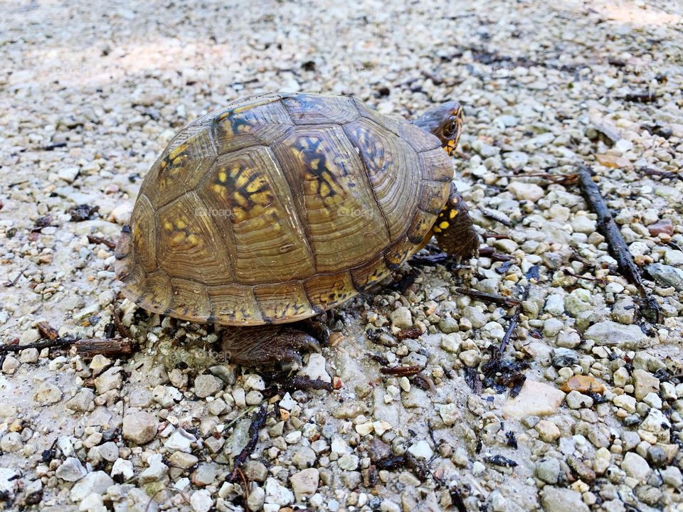 Turtle on road