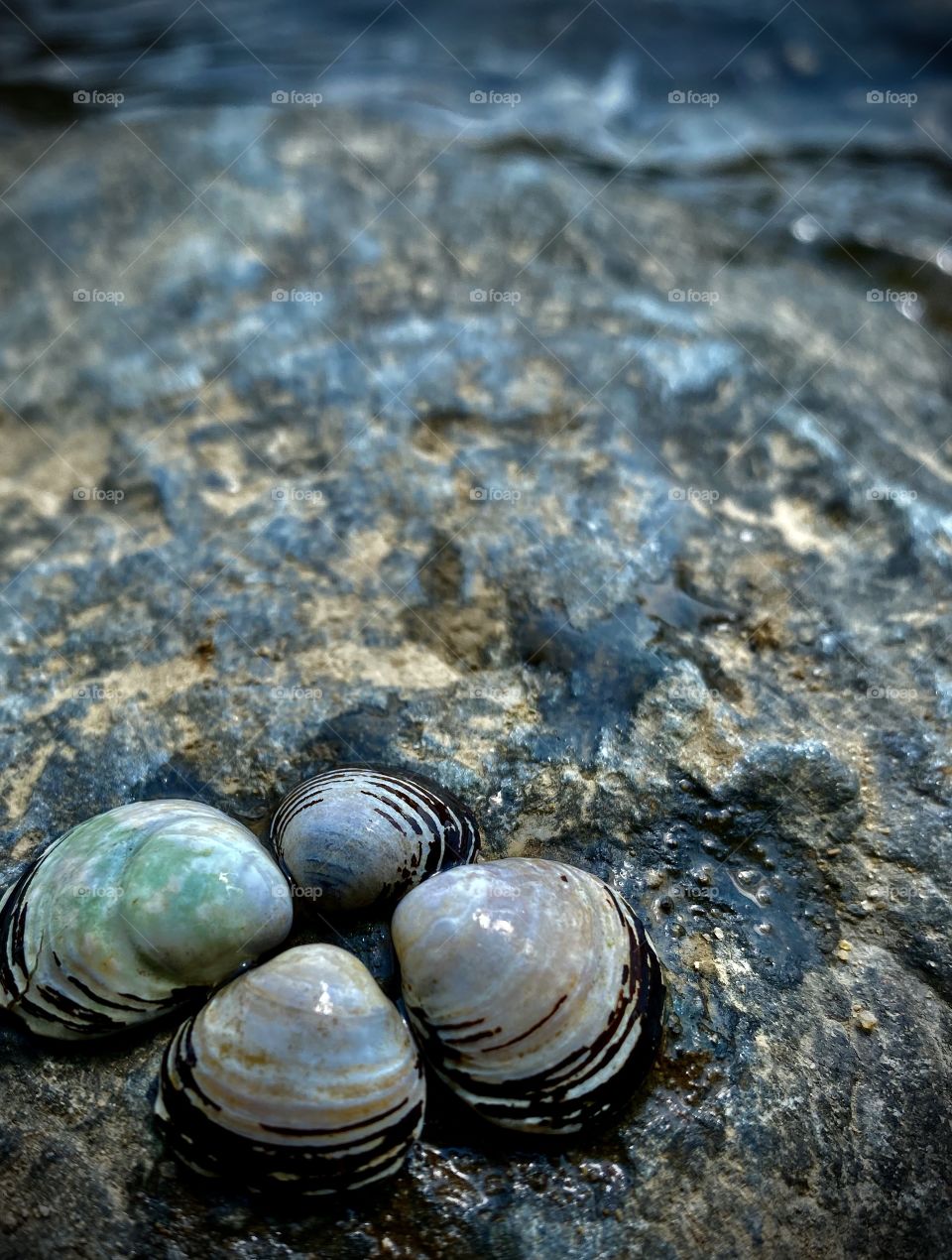Seashells by the shore