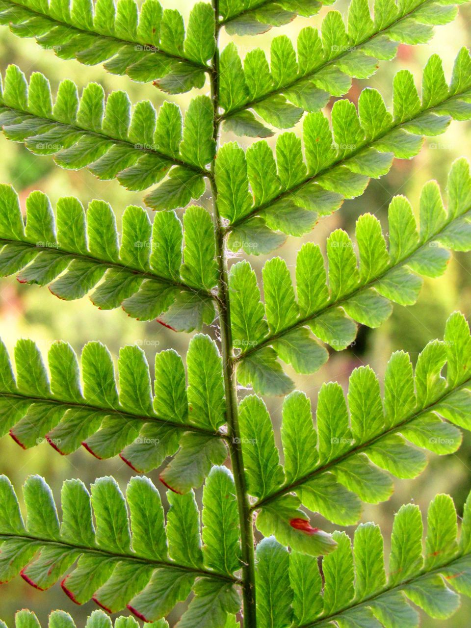 fern detail