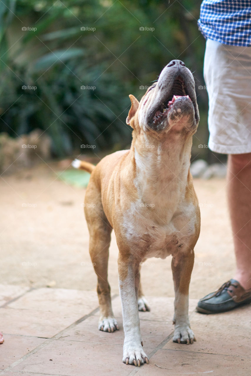 Front view of a dog with its mouth open