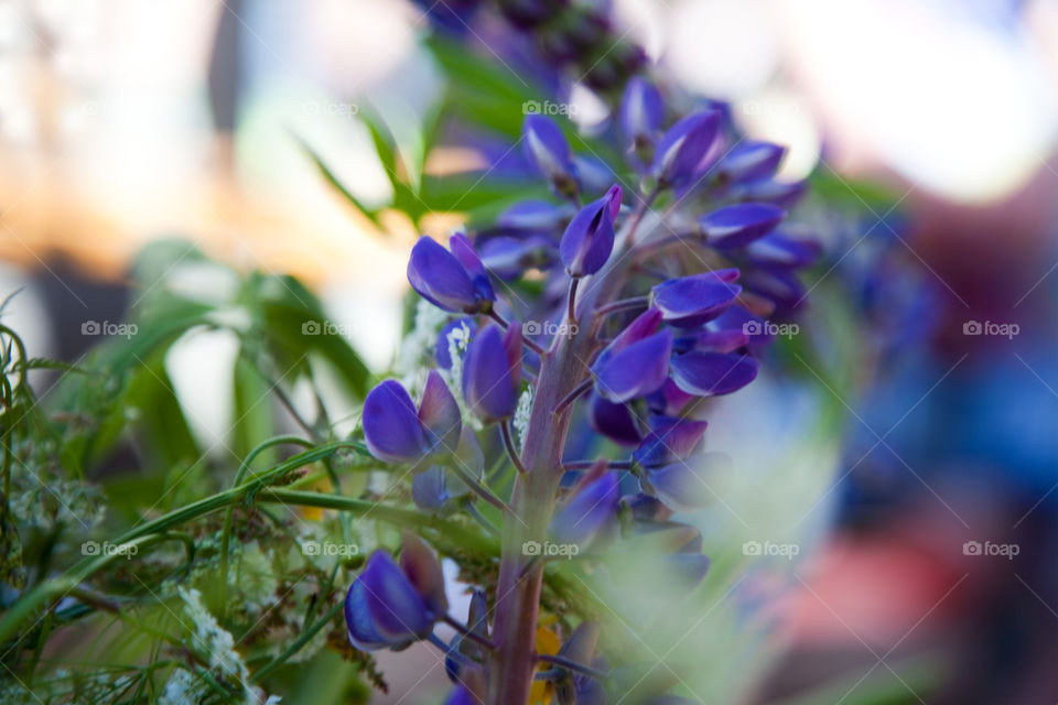 Lupins