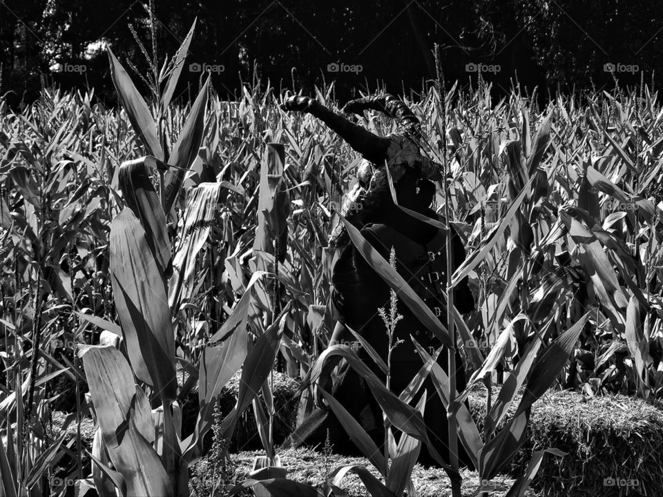 Eerie spooky demon haunting a cornfield