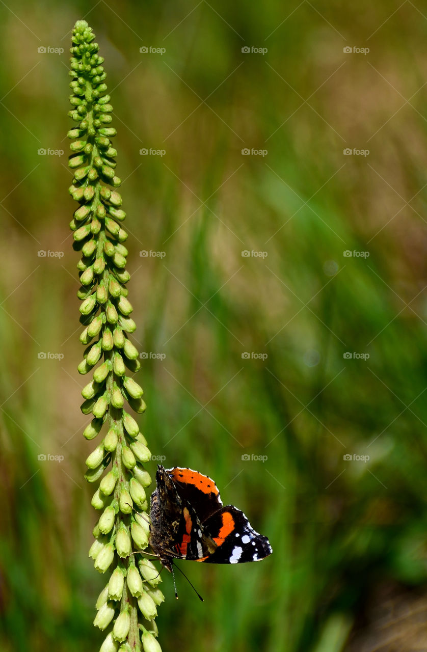 Red admiral