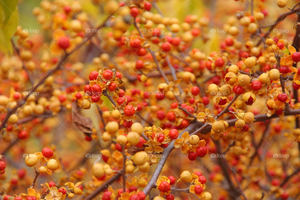 Red and yellow berries