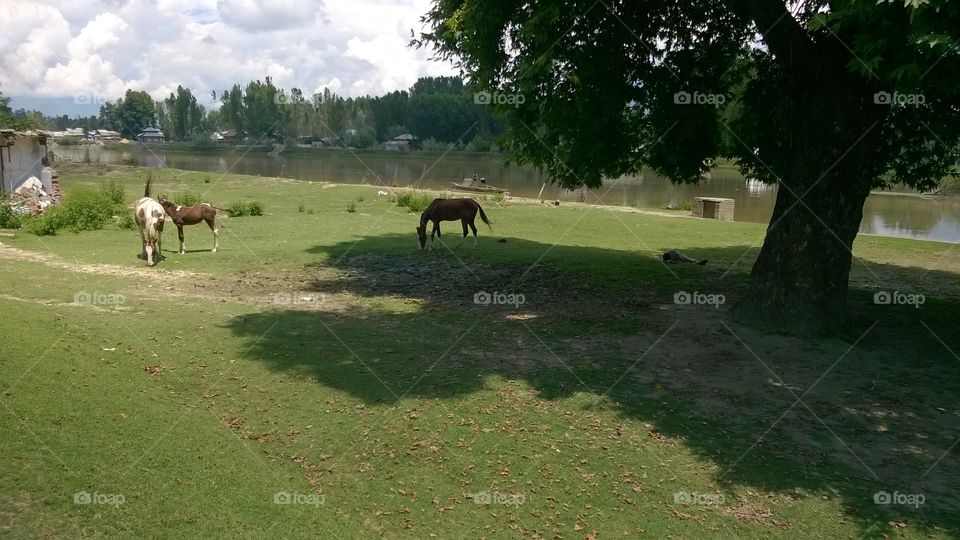 grazing horses