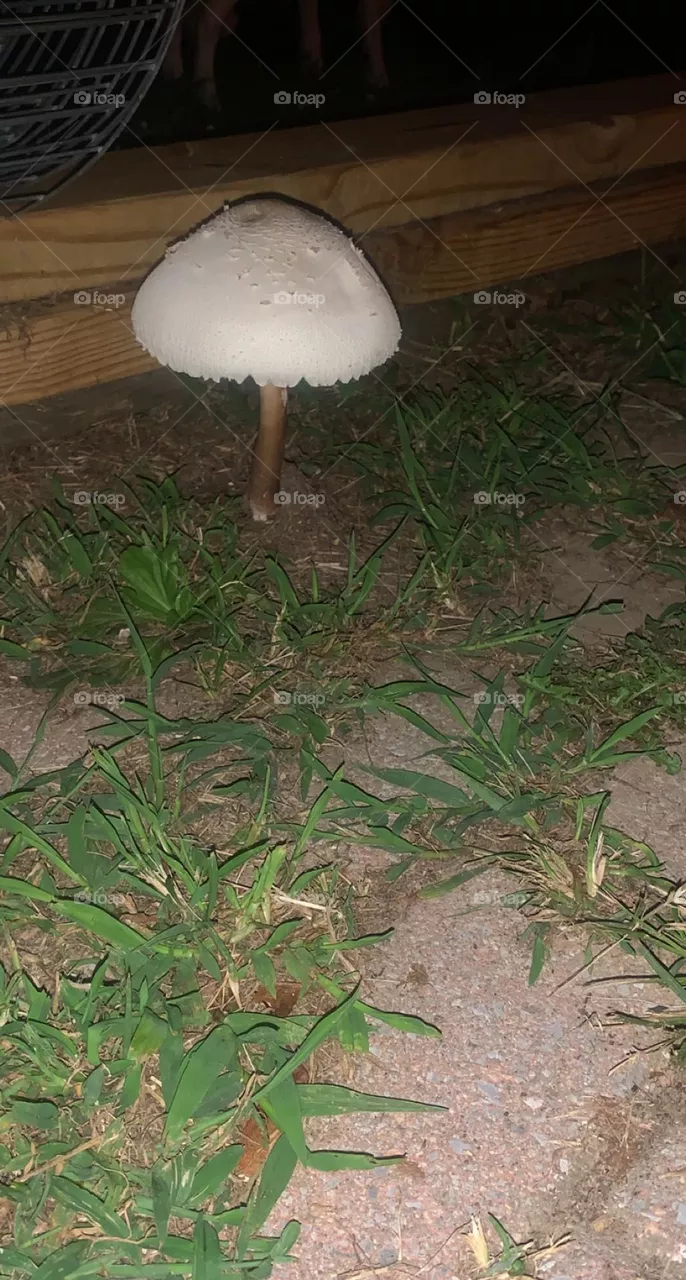 Mushroom 