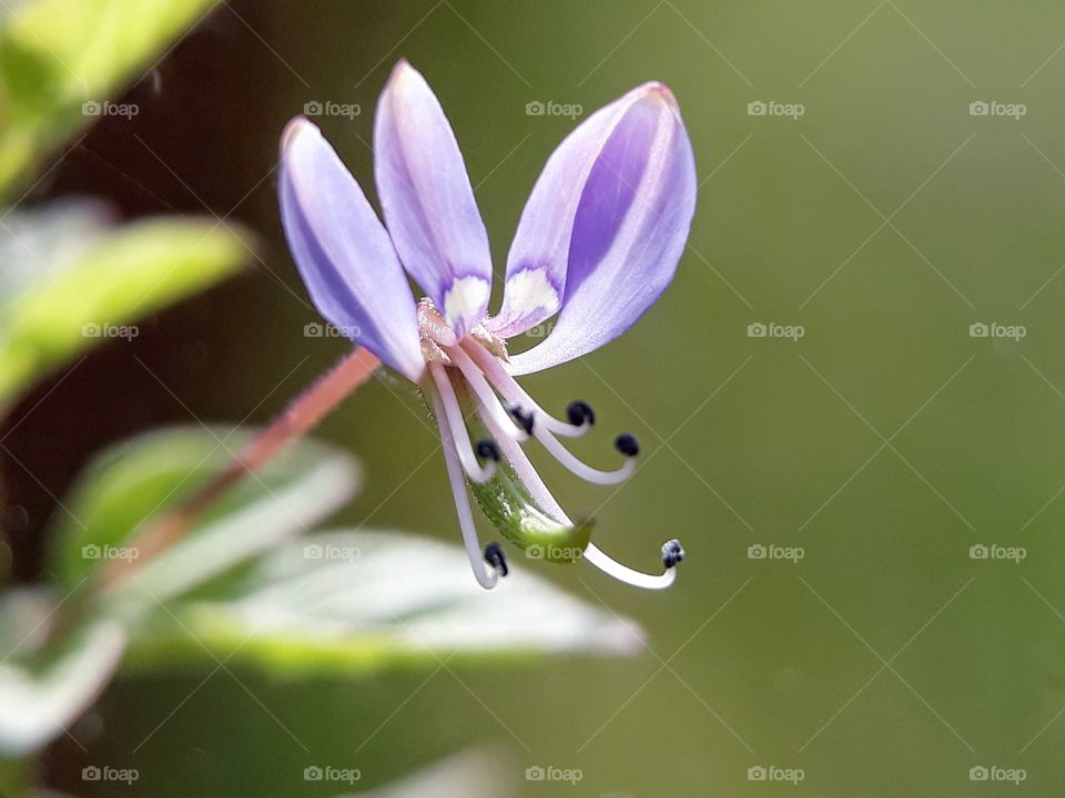 little beauty in wild