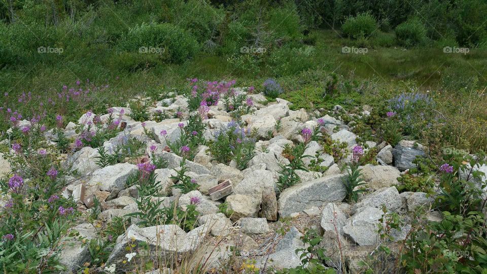 Flowers in the rocks