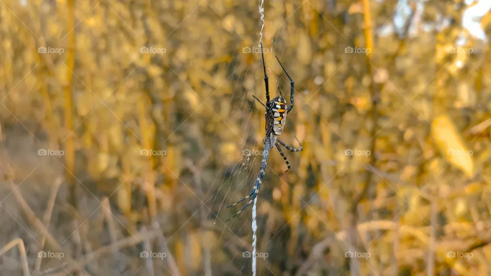 yellow garden spider on a web in the morning.