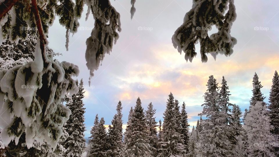 Trees covered with snow