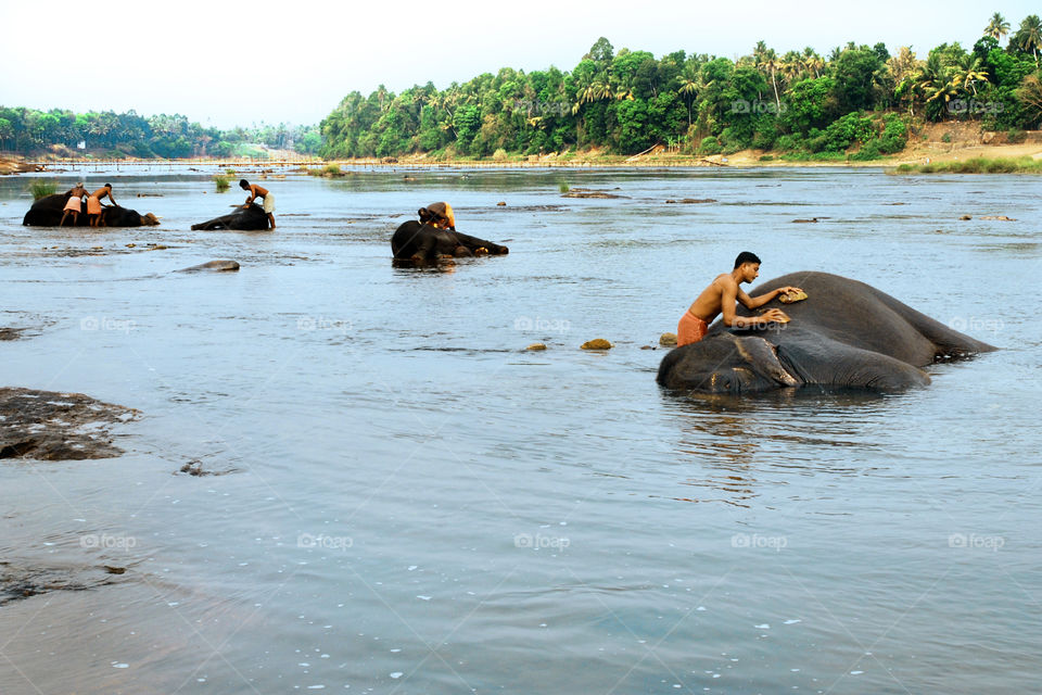 elephants bathing