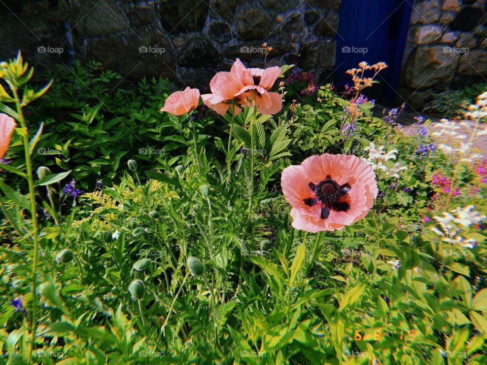 pink poppies