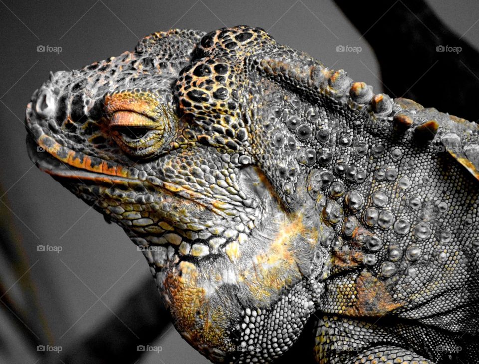 Textured lizard