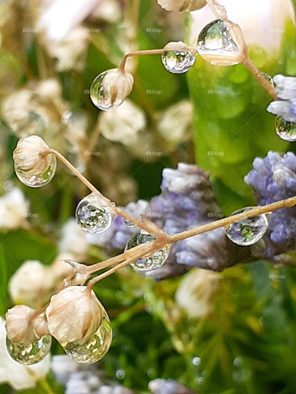 rain drops on rainy  days