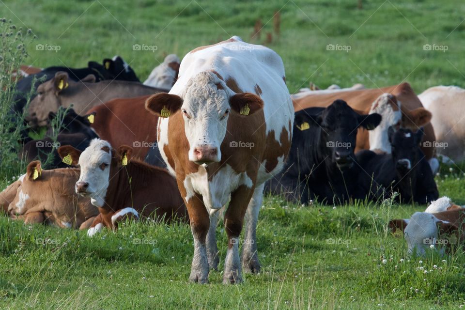 Cows on pasture . Cows on pasture 